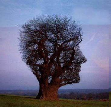 Optical illusion - Face or Tree